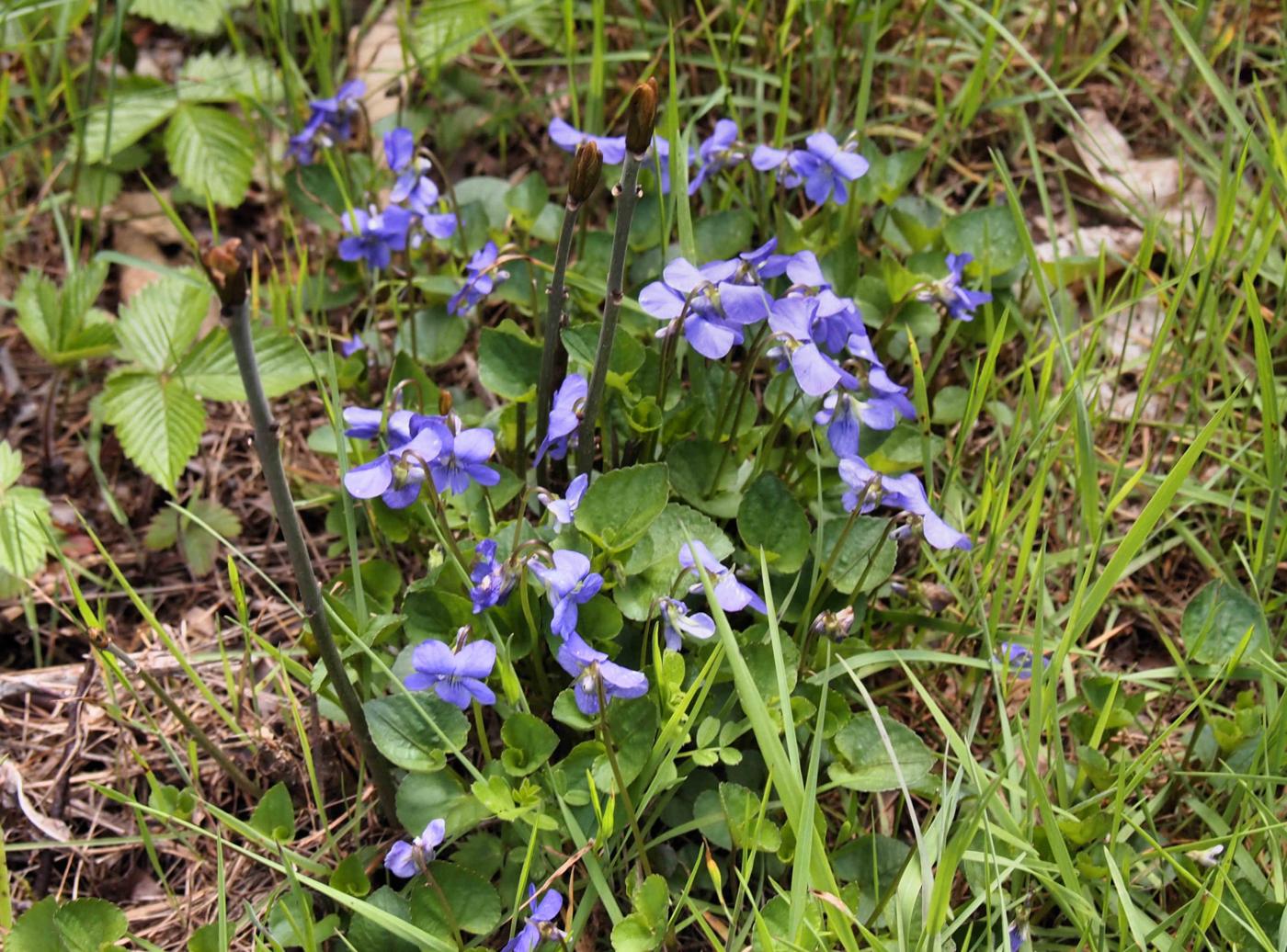 Violet, Early Dog plant